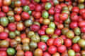 Spanish Plum / Red Mombin Live Spondias Purpurea Tree 12’-24’ | Sweet-Tart Tropical Fruit | Hardy Drought-Tolerant Starter Plant