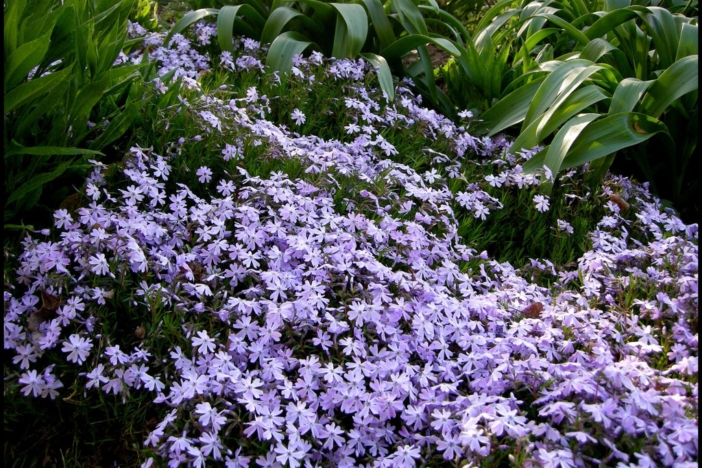 100 Blue Emerald Creeping Phlox Seeds – Ground Cover Flowers, USA Grown, Vibrant Blooming Garden Starter –
