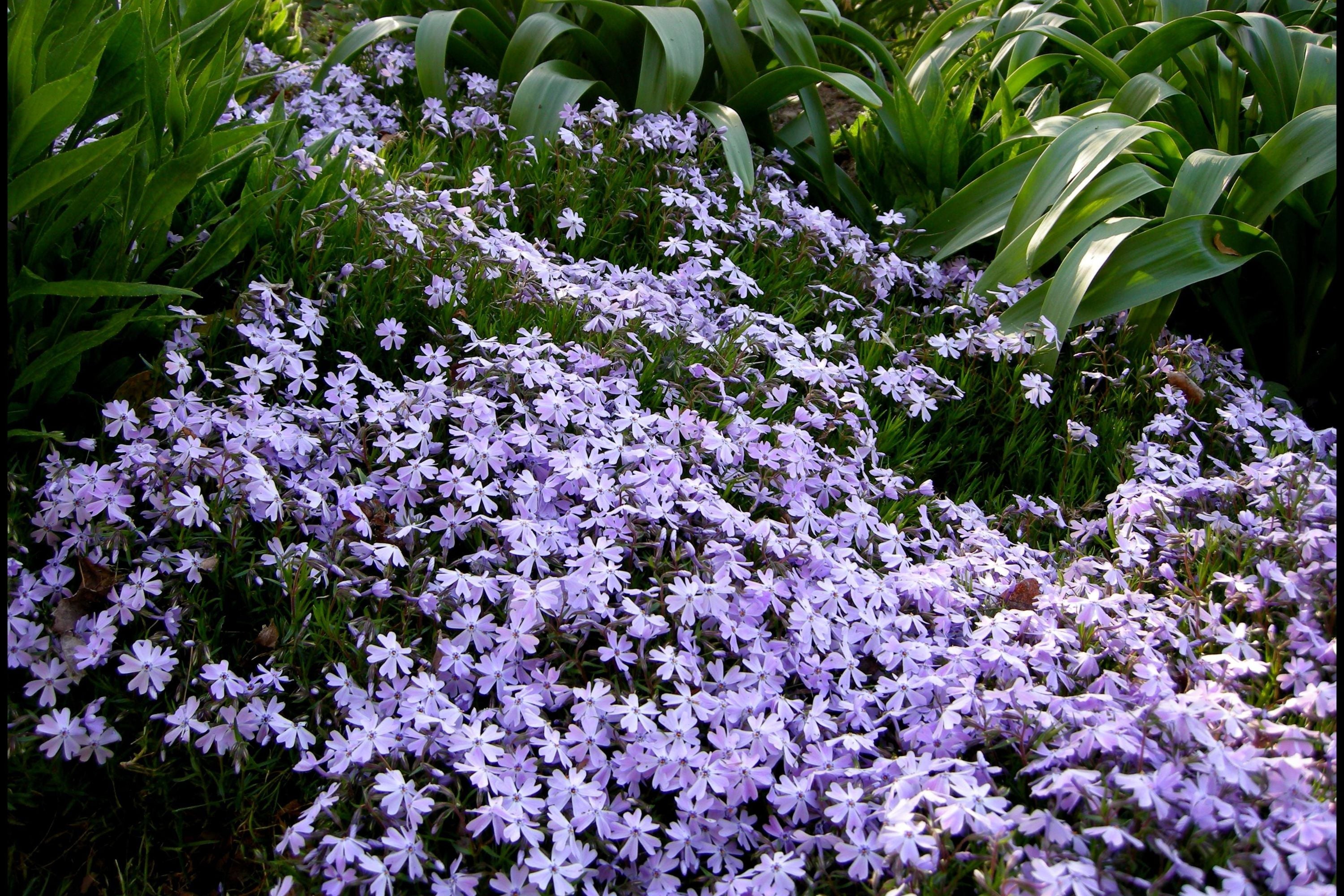 100 Blue Emerald Creeping Phlox Seeds – Ground Cover Flowers, USA Grown, Vibrant Blooming Garden Starter –