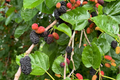 Mulberry Tree 1′-2′ Live Starter Tropical Fruit Tree | Morus | Sweet Berries | Perfect for Gardens | Easy to Grow & Nutritious