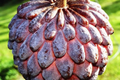 1 Sugar Apple Tree 12"-24" Live Tropical Fruit Tree | Sweet Annona squamosa | Grow Exotic Custard Apple in Your Garden or Patio