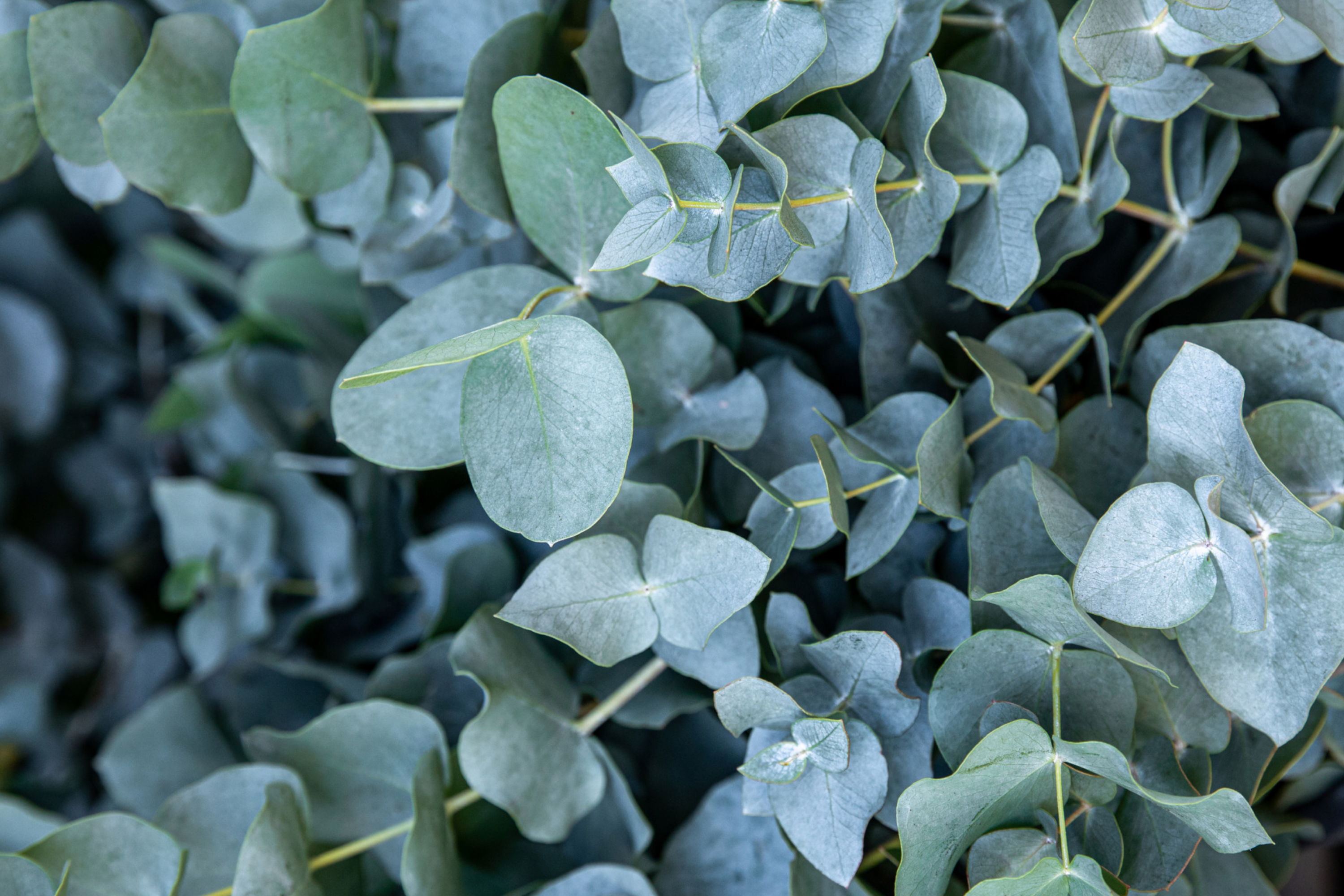 Eucalyptus Baby Blue Starter Plant | Live Rooted Plug | Compact Silver Dollar Variety | Aromatic Foliage & Creamy Blooms