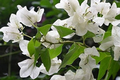 1 White Trinitaria Bougainvillea Live Plant 1’-2’ | Tropical Climbing Flowering Vine | Stunning White Bracts, Low Maintenance