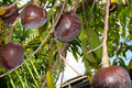 Bullock’s Heart Tree (Annona reticulata) Tropical Fruit Tree 12" Starter | Unique Heart-Shaped Fruit, Sweet & Creamy Flavor