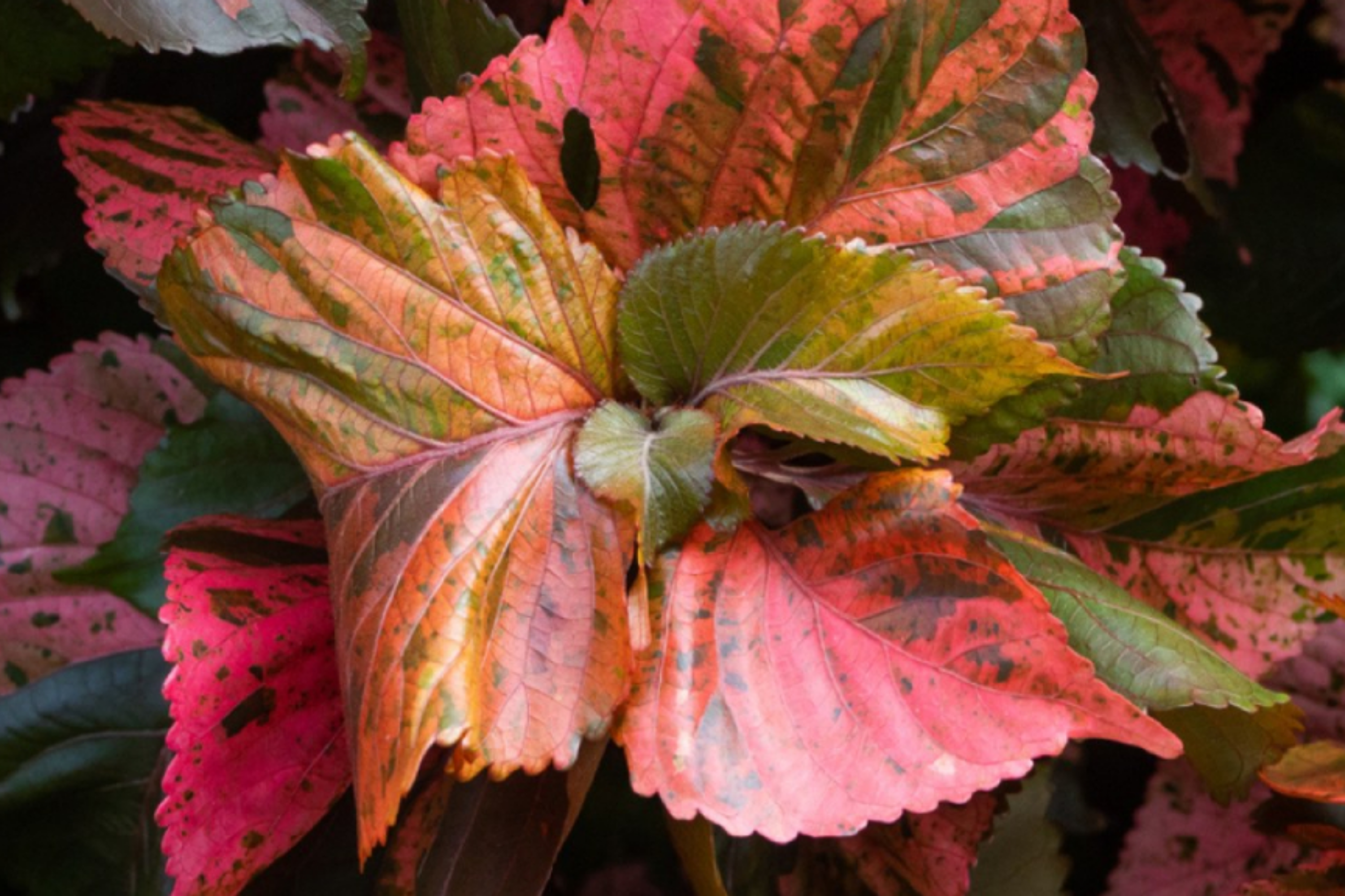 Copper Leaf Plant (Acalypha wilkesiana) 12-24’ | Vibrant Ornamental Shrub Easy Care & Fast Growing