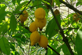 Bumpy Lemon (Garcinia madruno) Starter Plant | Tropical Fruit Tree Unique Citrus Flavor | 12’-24’ Tall