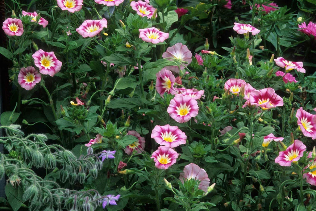 Rose Ensign Dwarf Morning Glory Seeds | Pink/Red Blooms | Compact 8” Tall | Long Blooming | Attracts Pollinators |