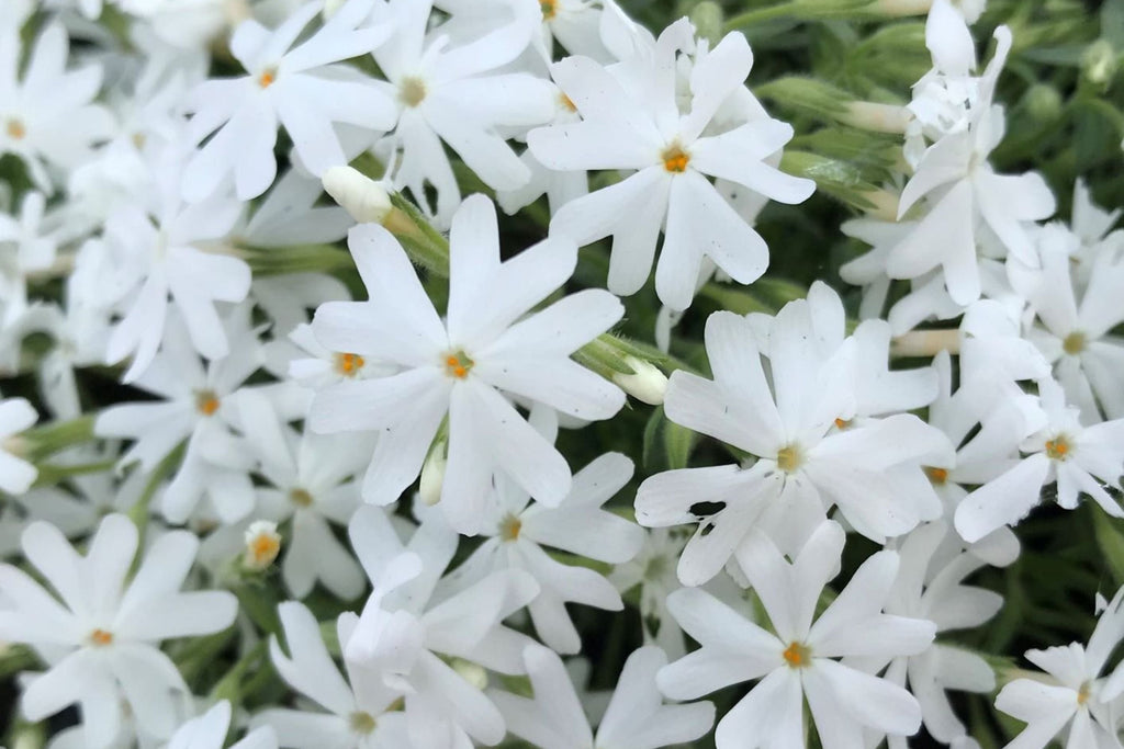Snowflake Creeping Phlox Seeds - 100 White Ground Cover Seeds - USA Grown -  - Drought Tolerant - Butterfly Garden - Perennial