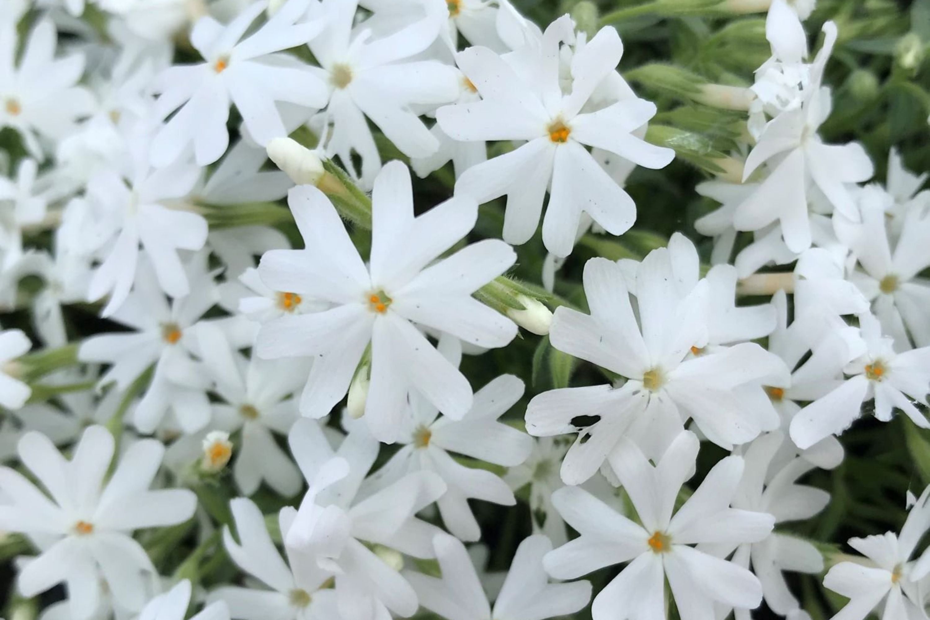 Snowflake Creeping Phlox Seeds - 100 White Ground Cover Seeds - USA Grown -  - Drought Tolerant - Butterfly Garden - Perennial