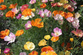 Ballerina Mix California Poppy Seeds | Multicolor Blooms | Drought Tolerant | Attracts Pollinators | 55 Days |