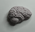 Brain Magnet, Hand Painted Resin Sculpture | Gothic Fantasy Decor | Anatomical Human Brain Magnet for Medical and Gothic Decor