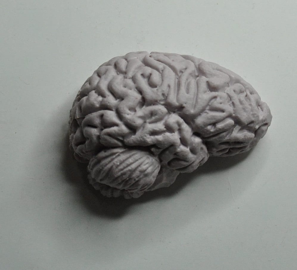 Brain Magnet, Hand Painted Resin Sculpture | Gothic Fantasy Decor | Anatomical Human Brain Magnet for Medical and Gothic Decor