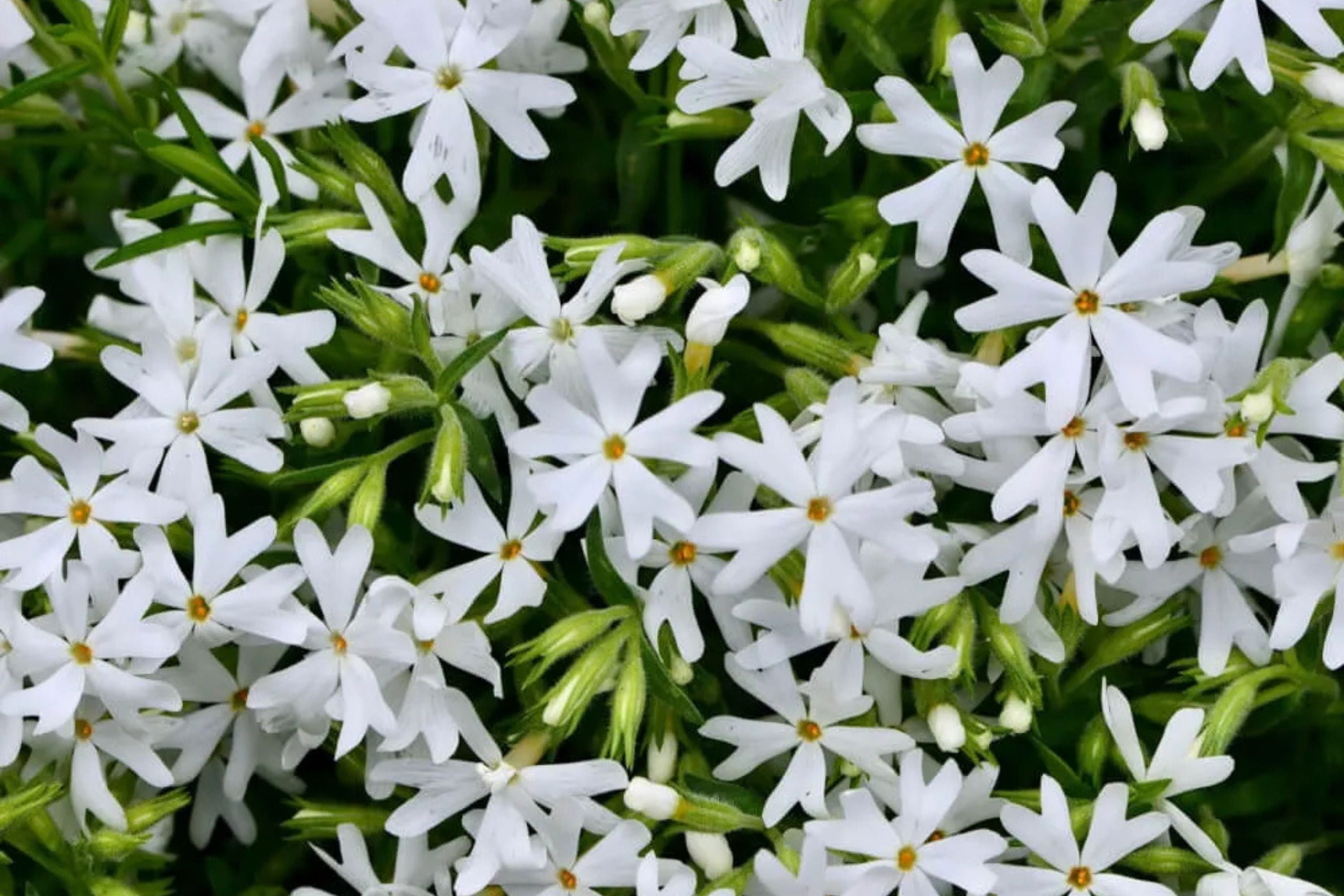 Snowflake Creeping Phlox Seeds - 100 White Ground Cover Seeds - USA Grown -  - Drought Tolerant - Butterfly Garden - Perennial