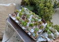 Assorted Succulent Cuttings 25 Pieces Mixed Varieties Unrooted Cuttings for Propagation Container Growing