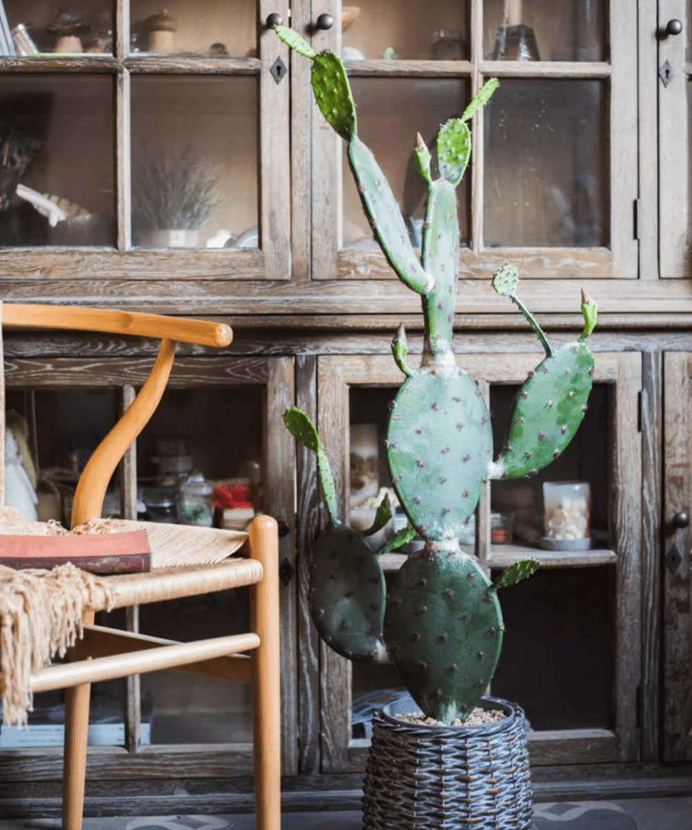 Artificial Cactus in Pot Various Styles