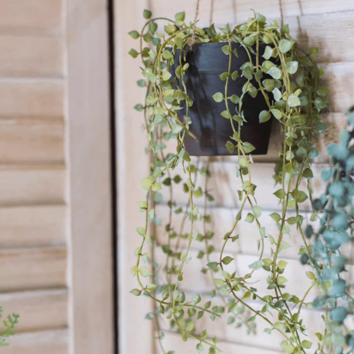 Hanging Faux Ceropegia Vine in Pot