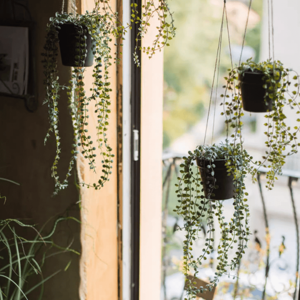 Hanging Faux Ceropegia Vine in Pot