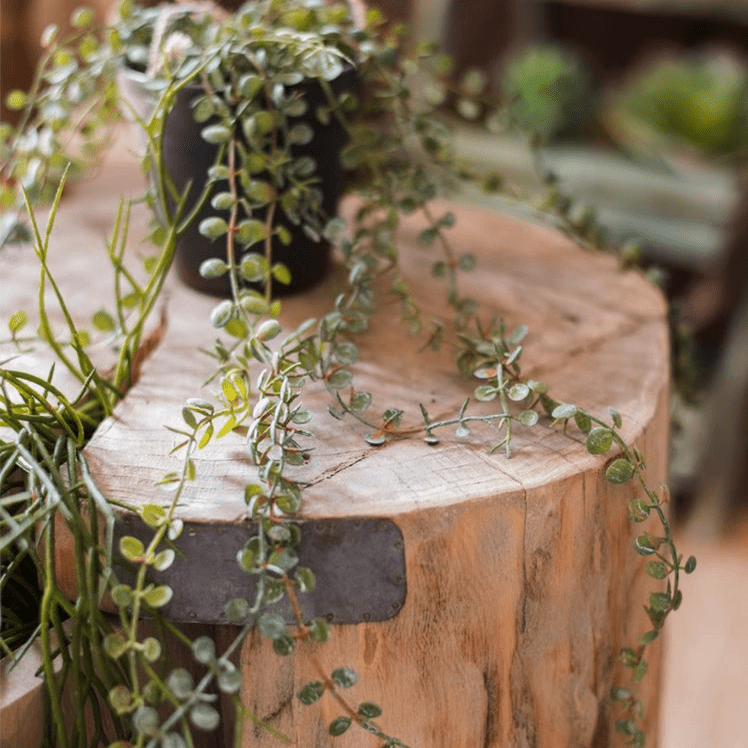 Hanging Faux Ceropegia Vine in Pot