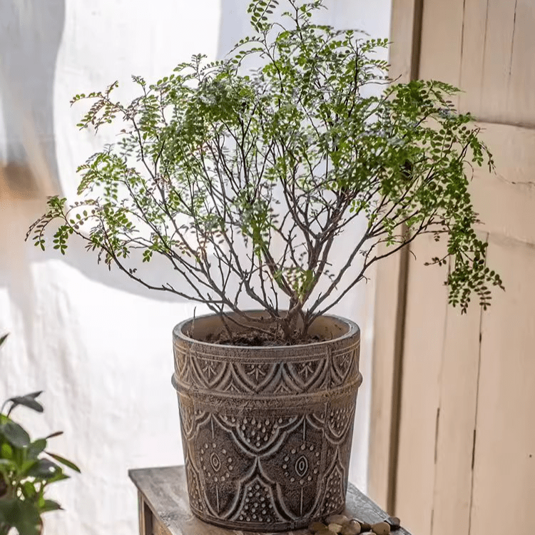 Classic Element Art Planter Clay Flowerpot