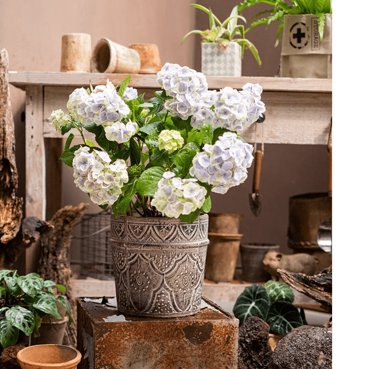 Classic Element Art Planter Clay Flowerpot