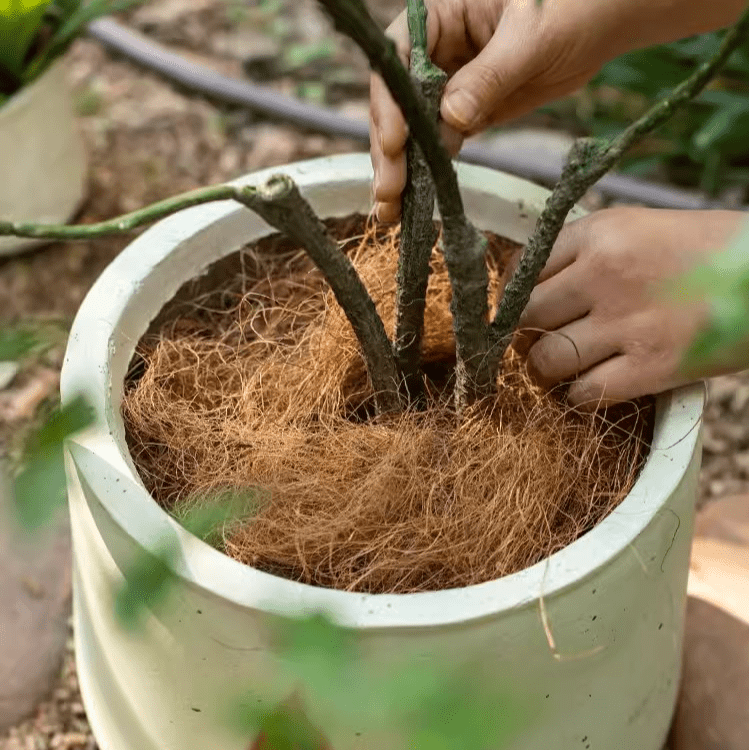 Coconut Fiber Pot Soil Surface Decoration Padding Material Set of 3