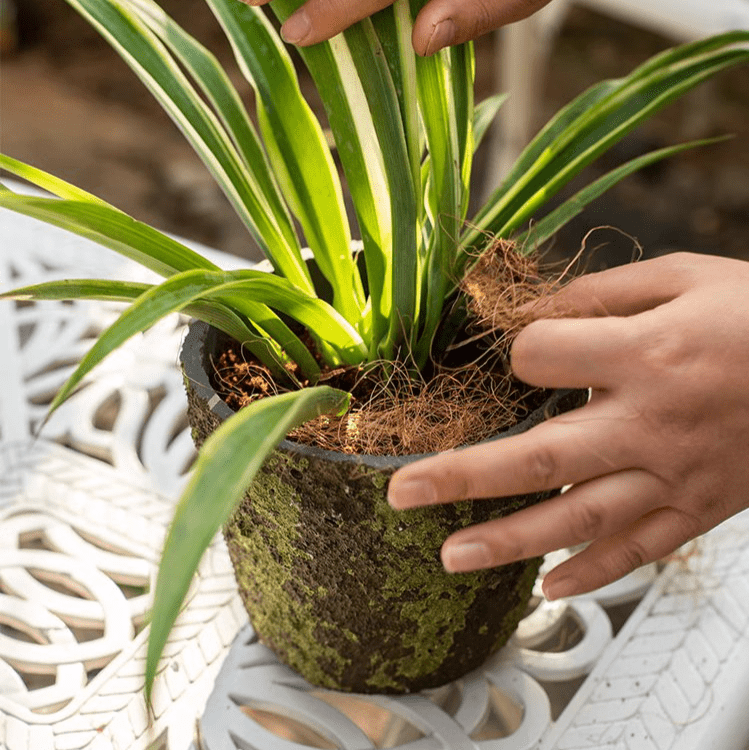 Coconut Fiber Pot Soil Surface Decoration Padding Material Set of 3