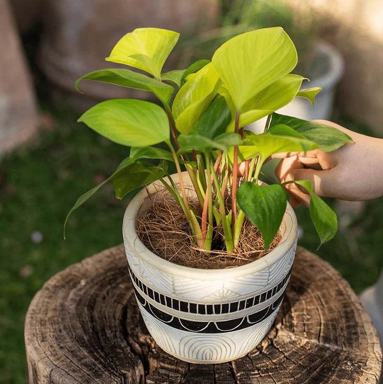 Coconut Fiber Pot Soil Surface Decoration Padding Material Set of 3