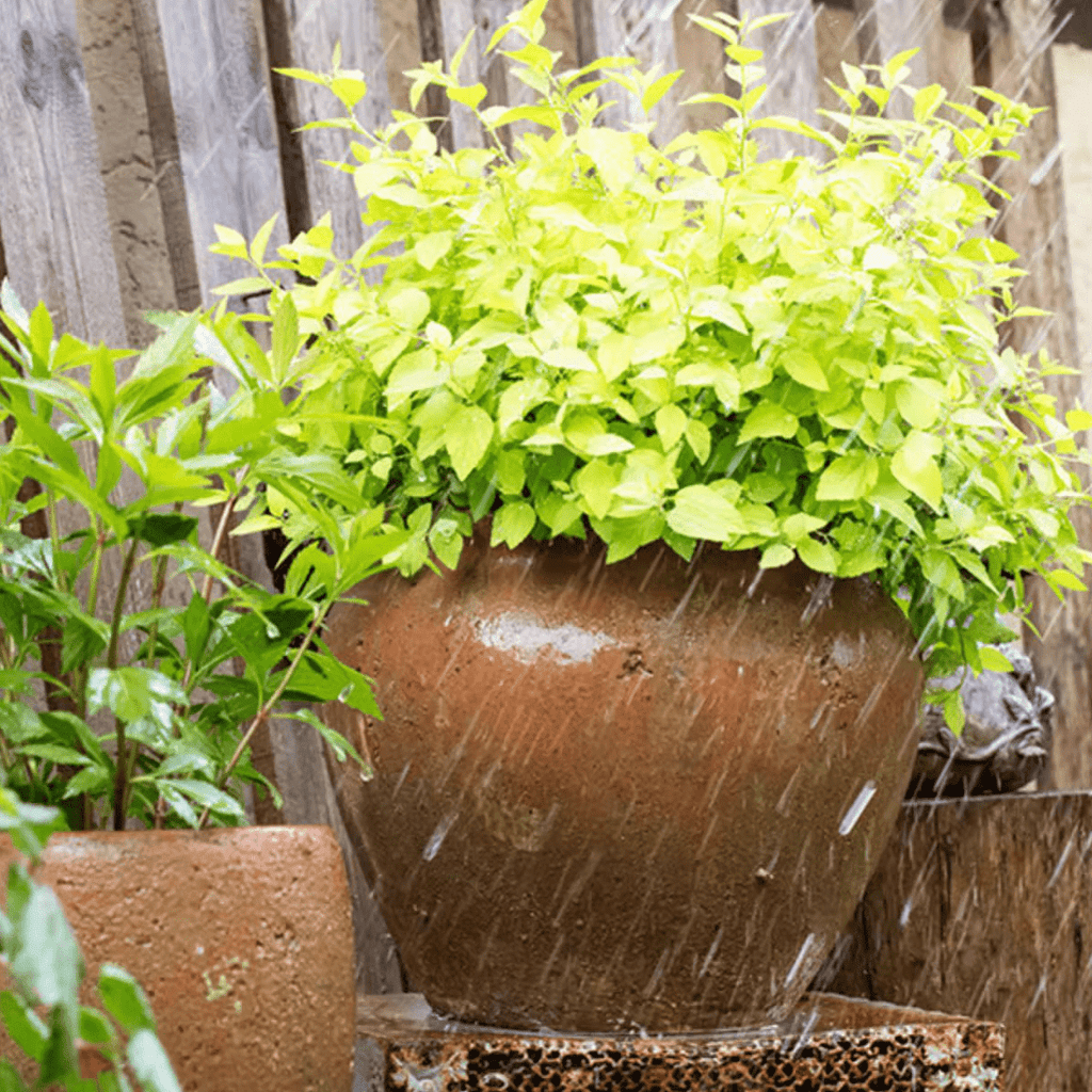 Distressed Cement Plant Pot