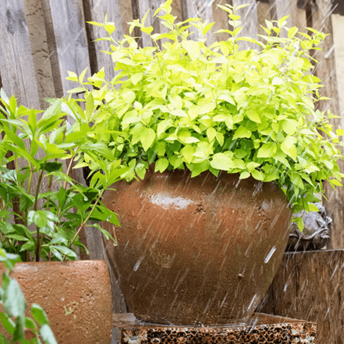 Distressed Cement Plant Pot