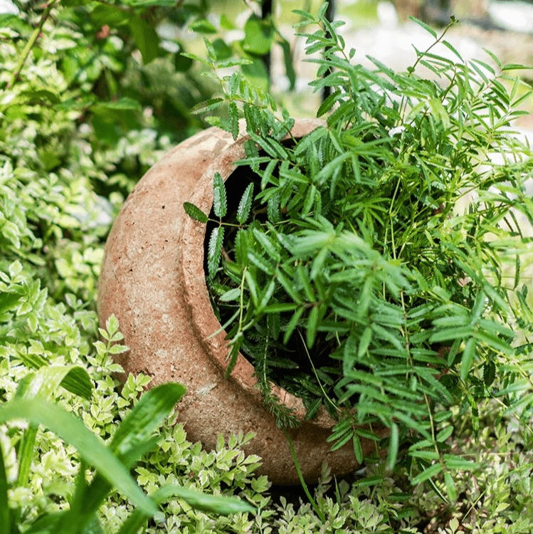 Distressed Cement Plant Pot