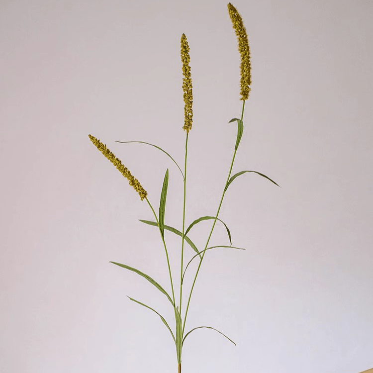 Three-Headed Dogtail Grass Stem 39" Tall