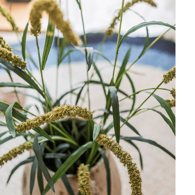 Three-Headed Dogtail Grass Stem 39" Tall