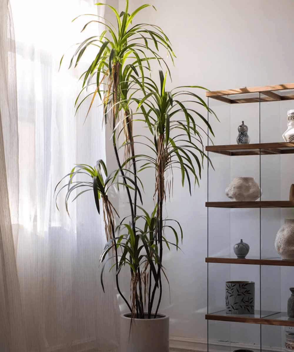 Artificial Dracaena Tree