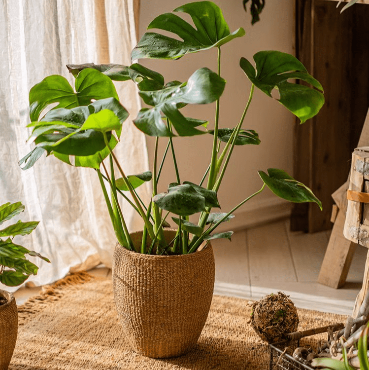 Faux Grass-Woven Cement Planter