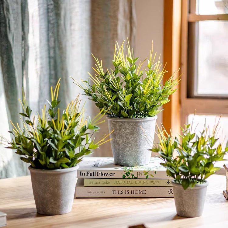 Golden Needle Potted Plant