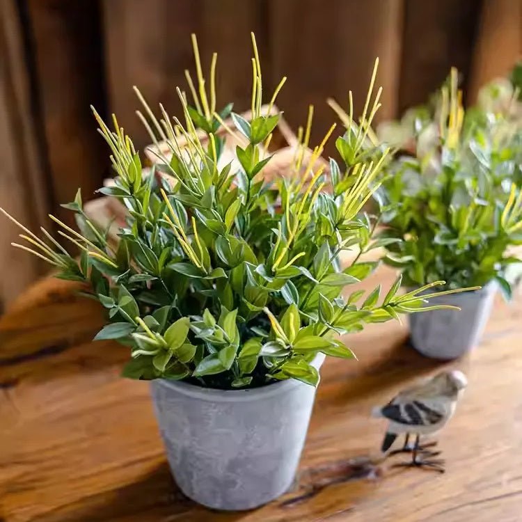 Golden Needle Potted Plant