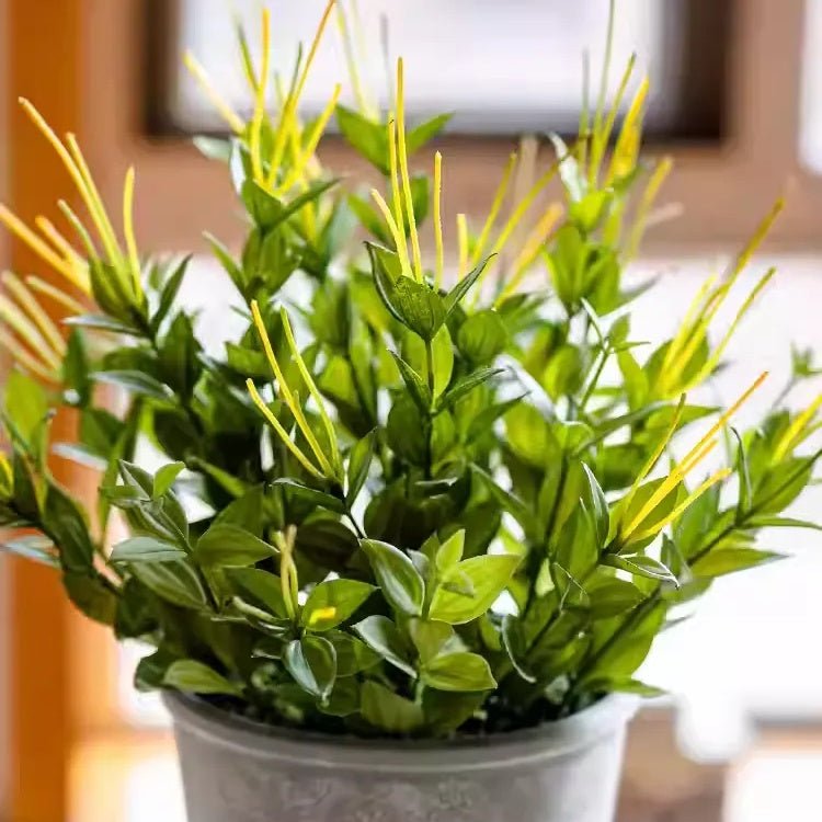 Golden Needle Potted Plant