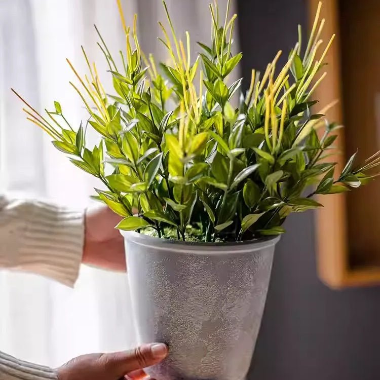 Golden Needle Potted Plant