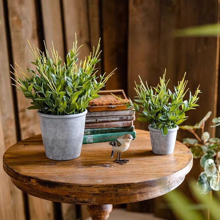 Golden Needle Potted Plant