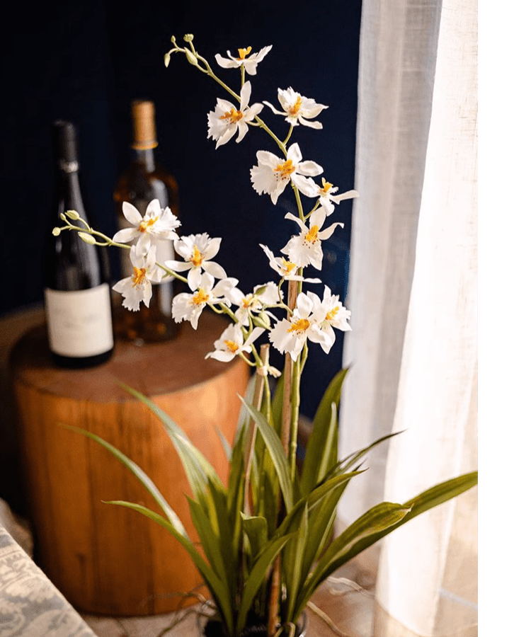 White Hui Lan Orchid in Glass Pot