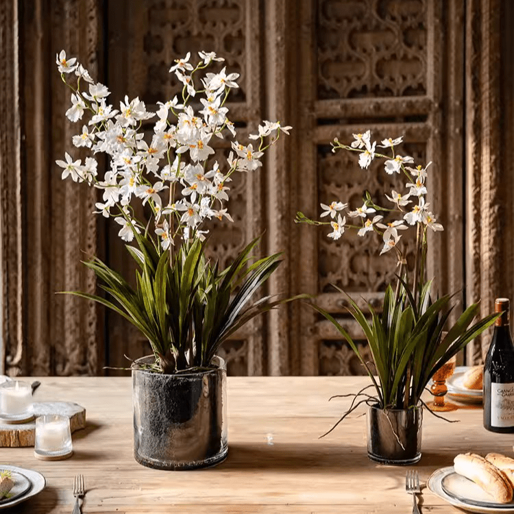 White Hui Lan Orchid in Glass Pot