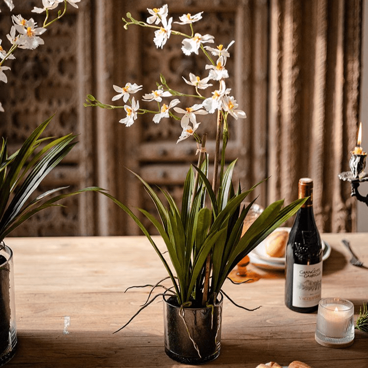 White Hui Lan Orchid in Glass Pot