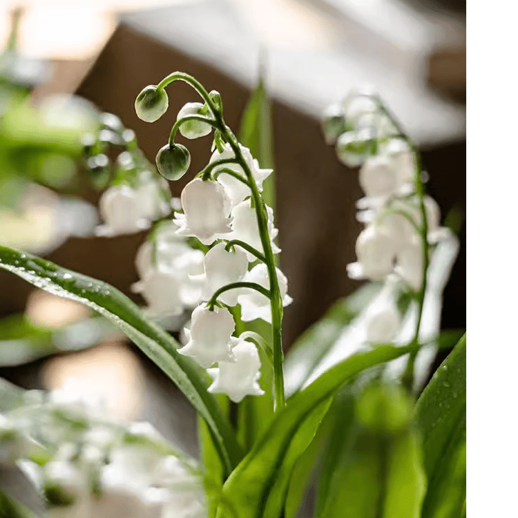Faux Lily of the Valley in Brown Pot