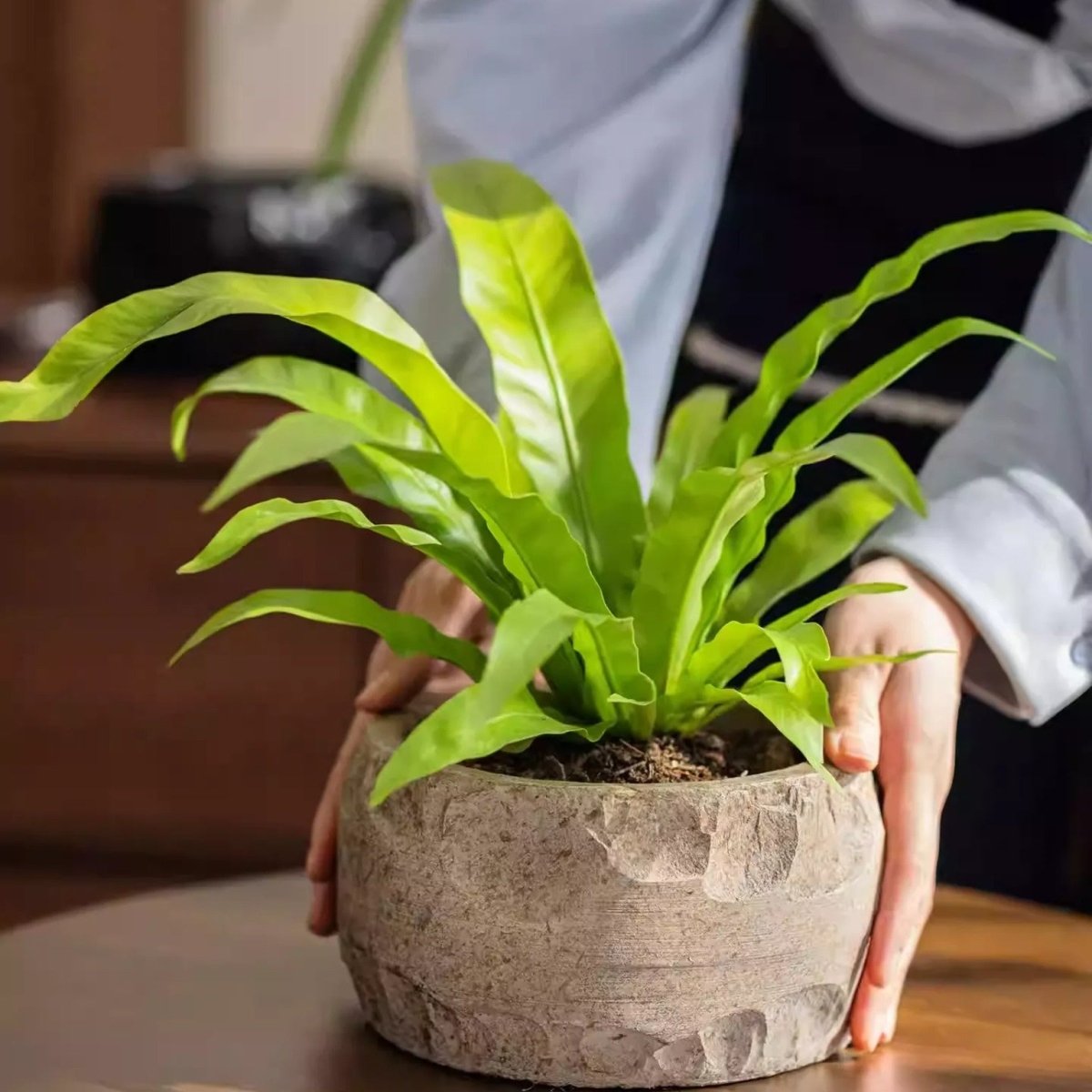 Mesa Cement Pot Planter