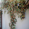 Orange Rose Vine Wall Décor Roses for Trellis and Backdrop
