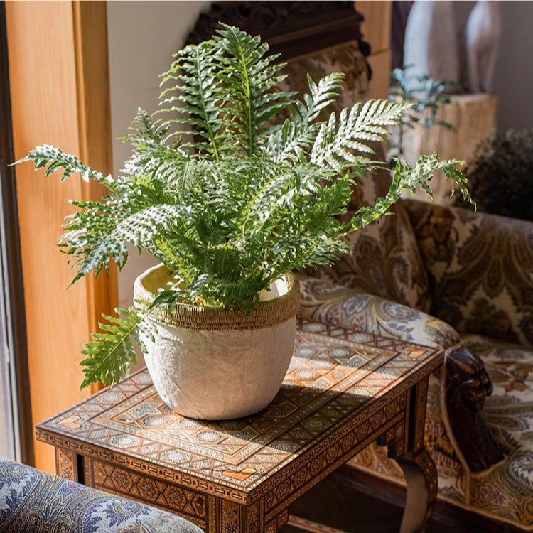 Rattan Pattern Edge Cement Planter