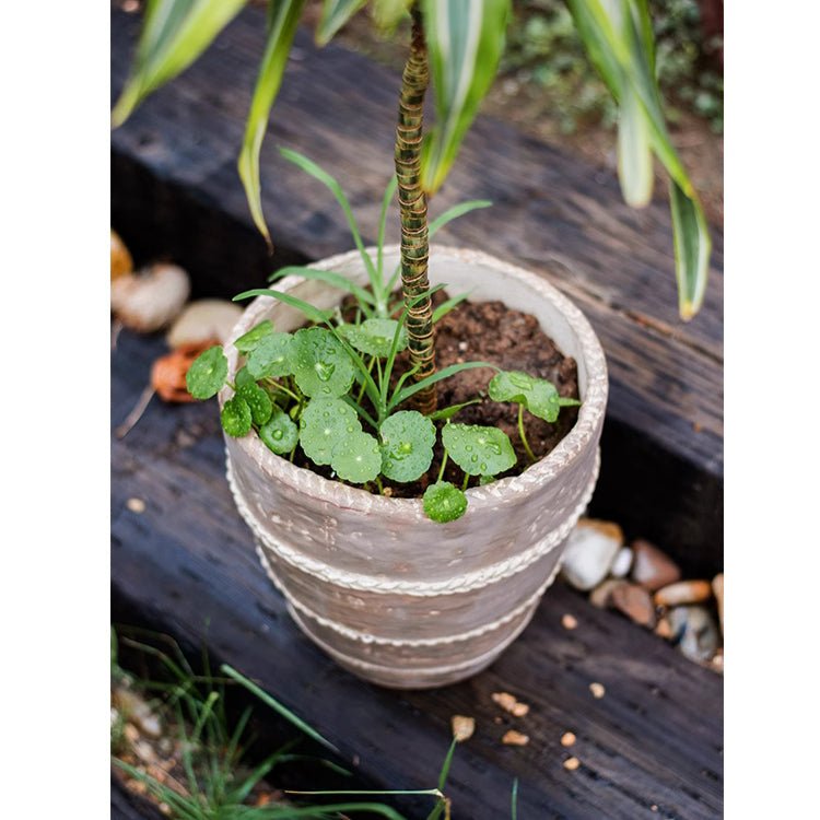Tasha Red Terracotta Planter