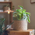 Woven Basket with Colored Rim