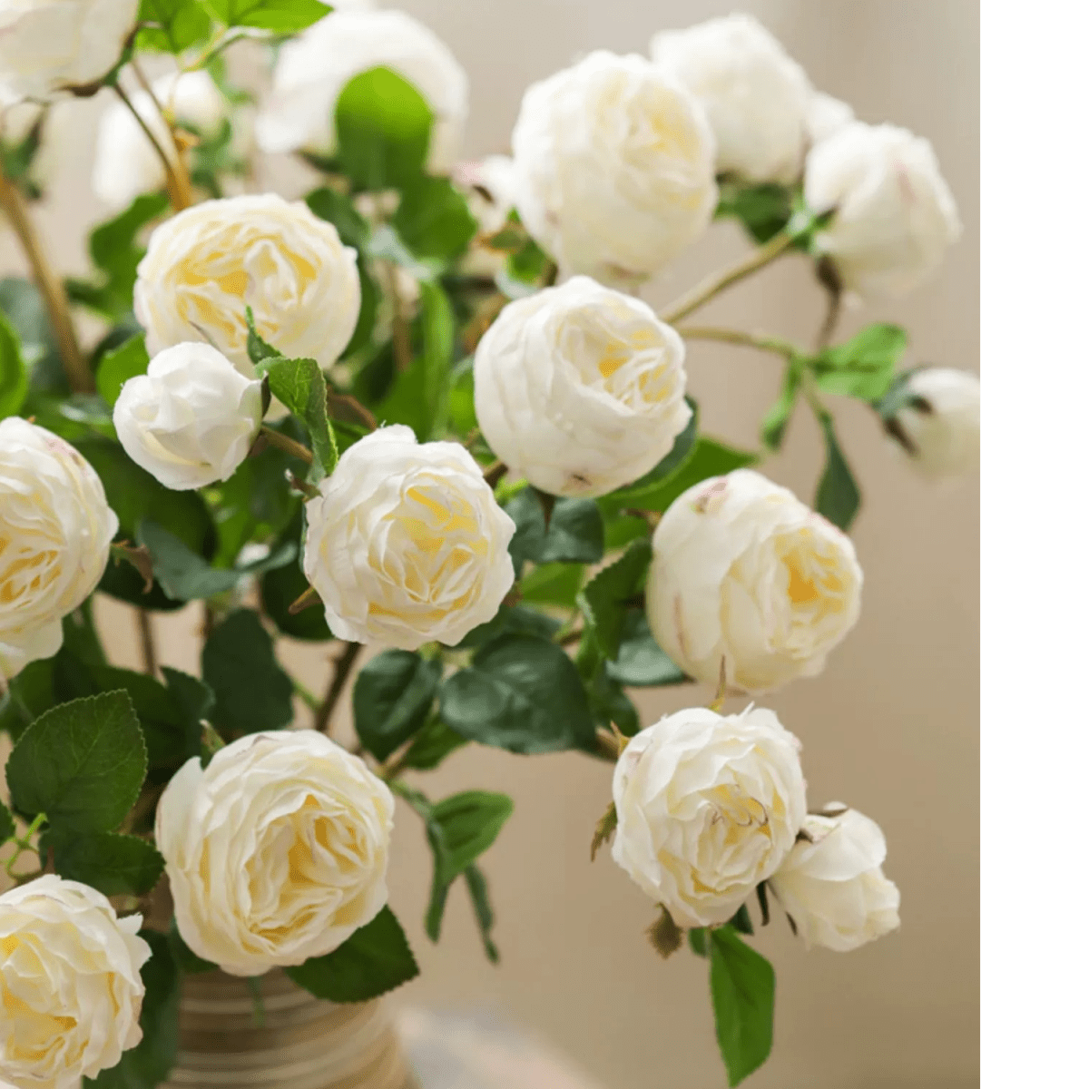 White Cabbage Rose Stem 20.8" Tall