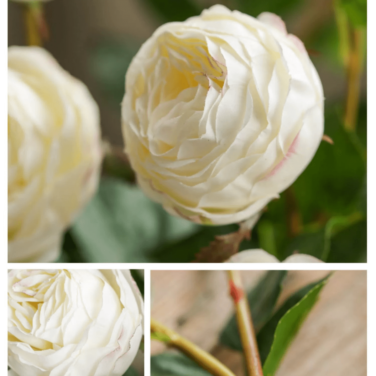 White Cabbage Rose Stem 20.8" Tall